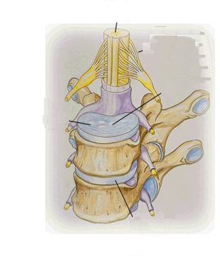 1spinaldisknerves.jpg